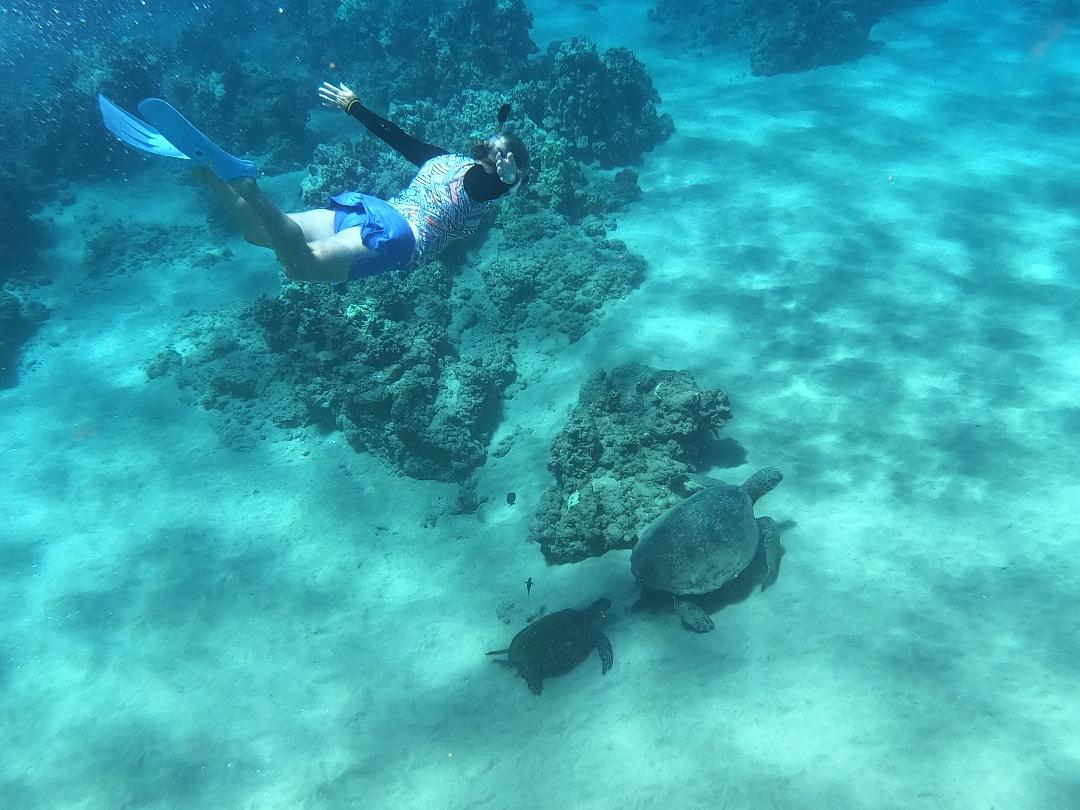 Sea turtle swimming in clear blue water